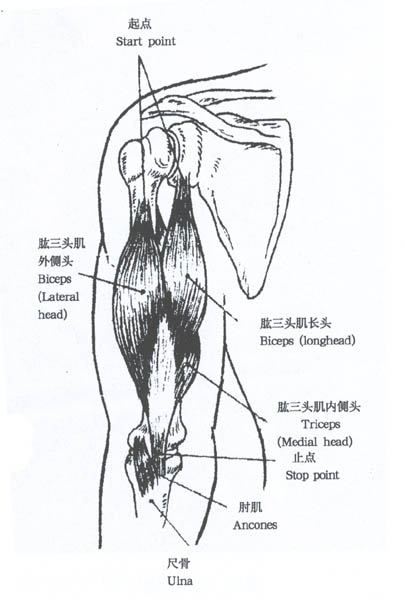 来了解下我们所要锻炼的上身肌肉群