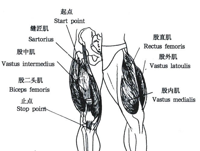 来了解下我们所要锻炼的下身肌肉群